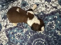 Jake, a male English Springer Spaniel for sale in Coeur d'Alene, ID – 2 of 3