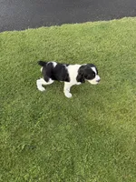 PAC Man, a male English Springer Spaniel for sale in Coeur d'Alene, ID – 4 of 7