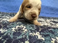 Fabio, a male English Springer Spaniel for sale in Coeur d'Alene, ID – 1 of 3