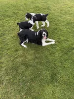 Lucky, a male English Springer Spaniel for sale in Coeur d'Alene, ID – 3 of 3