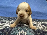 Fabio, a male English Springer Spaniel for sale in Coeur d'Alene, ID – 3 of 3