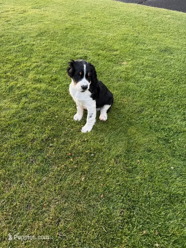Lucky – English Springer Spaniel puppy for sale in Coeur d'Alene, ID