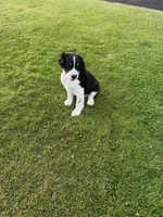Lucky, a male English Springer Spaniel for sale in Coeur d'Alene, ID – 1 of 3