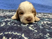 Freddie, a male English Springer Spaniel for sale in Coeur d'Alene, ID – 2 of 3