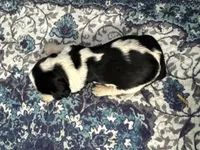 Jojo, a female English Springer Spaniel for sale in Coeur d'Alene, ID – 3 of 3
