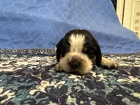 Jojo, a female English Springer Spaniel for sale in Coeur d'Alene, ID – 2 of 3