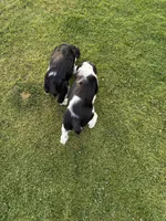 Lucky, a male English Springer Spaniel for sale in Coeur d'Alene, ID – 2 of 3