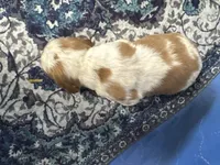Fiona, a female English Springer Spaniel for sale in Coeur d'Alene, ID – 2 of 2