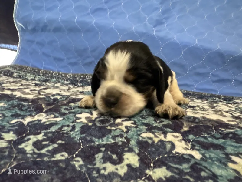 Jojo – English Springer Spaniel puppy for sale in Coeur d'Alene, ID