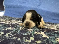 Jojo, a female English Springer Spaniel for sale in Coeur d'Alene, ID – 1 of 3