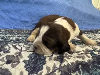 Jake, a male English Springer Spaniel for sale in Coeur d'Alene, ID – 3 of 3