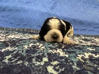 JJ, a male English Springer Spaniel for sale in Coeur d'Alene, ID – 2 of 3