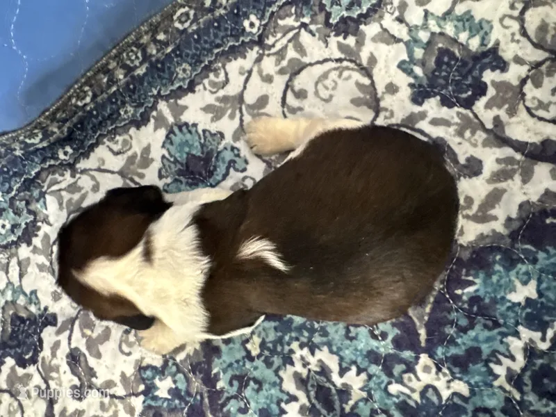 Jessie – English Springer Spaniel puppy for sale in Coeur d'Alene, ID