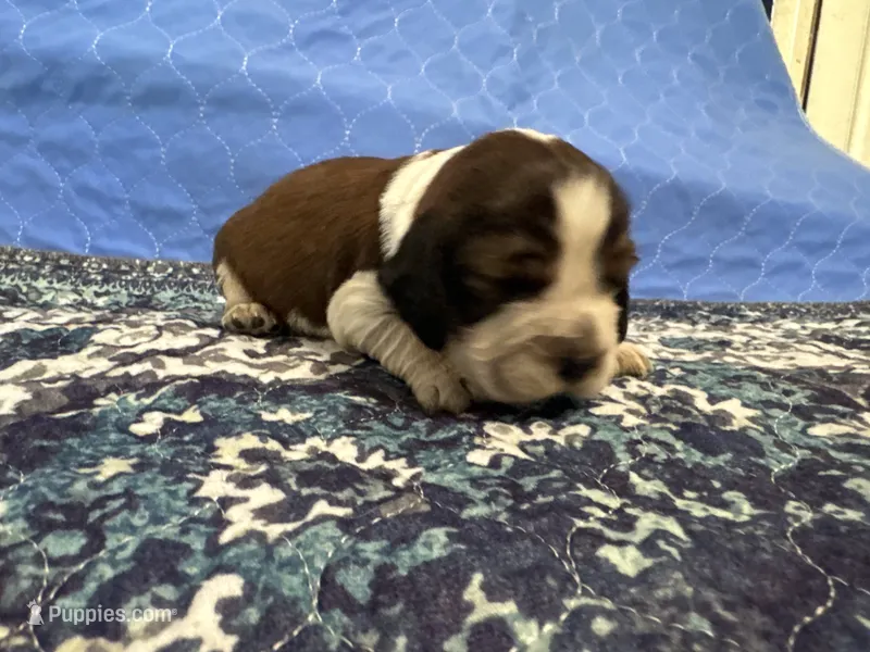 Jake – English Springer Spaniel puppy for sale in Coeur d'Alene, ID