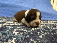 Jake, a male English Springer Spaniel for sale in Coeur d'Alene, ID – 1 of 3