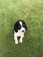 PAC Man, a male English Springer Spaniel for sale in Coeur d'Alene, ID – 2 of 7
