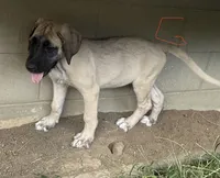 Girl 3, a male Irish Wolfhound and English Mastiff for sale in Omaha, NE – 1 of 1