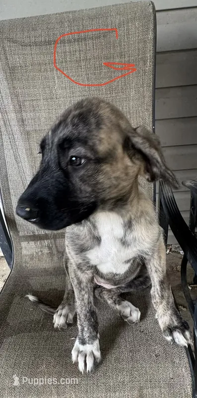 Girl 2 – Irish Wolfhound, English Mastiff puppy for sale in Omaha, NE