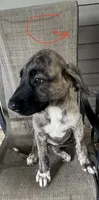Girl 2, a male Irish Wolfhound and English Mastiff for sale in Omaha, NE – 1 of 1