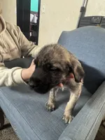 processed/45675b16-faf1-4f84-8196-4efbbc455421/listing/41c7969c-2f92-47a6-9a8b-6b6fb28e52e2/524acf63-27ea-41fe-a04e-fce17a34a9d4