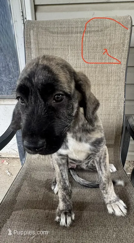 Girl 1 – Irish Wolfhound, English Mastiff puppy for sale in Omaha, NE