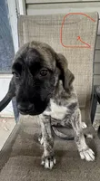 Girl 1, a male Irish Wolfhound and English Mastiff for sale in Omaha, NE – 1 of 1
