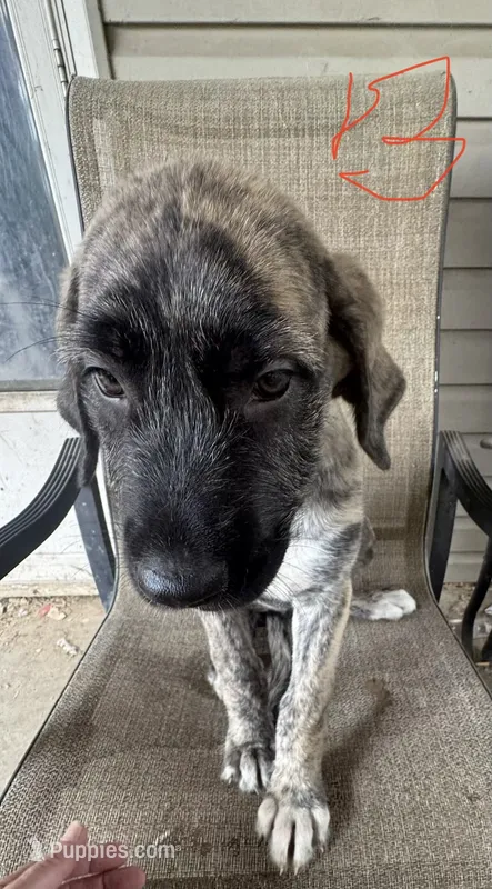 Boy 3 – Irish Wolfhound, English Mastiff puppy for sale in Omaha, NE