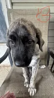 Boy 3, a male Irish Wolfhound and English Mastiff for sale in Omaha, NE – 1 of 1