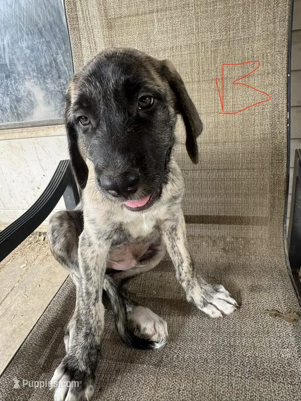Boy 2 – Irish Wolfhound, English Mastiff puppy for sale in Omaha, NE