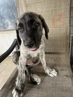 Boy 2, a male Irish Wolfhound and English Mastiff for sale in Omaha, NE – 1 of 1
