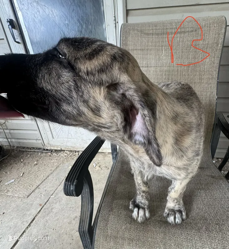 Boy 1  – Irish Wolfhound, English Mastiff puppy for sale in Omaha, NE