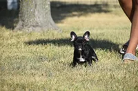 Little Boy , a male French Bulldog for sale in Wichita, KS – 2 of 4
