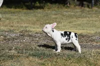 101 Jasmine , a female French Bulldog for sale in Wichita, KS – 3 of 4
