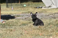 Water jr , a female French Bulldog for sale in Wichita, KS – 4 of 5