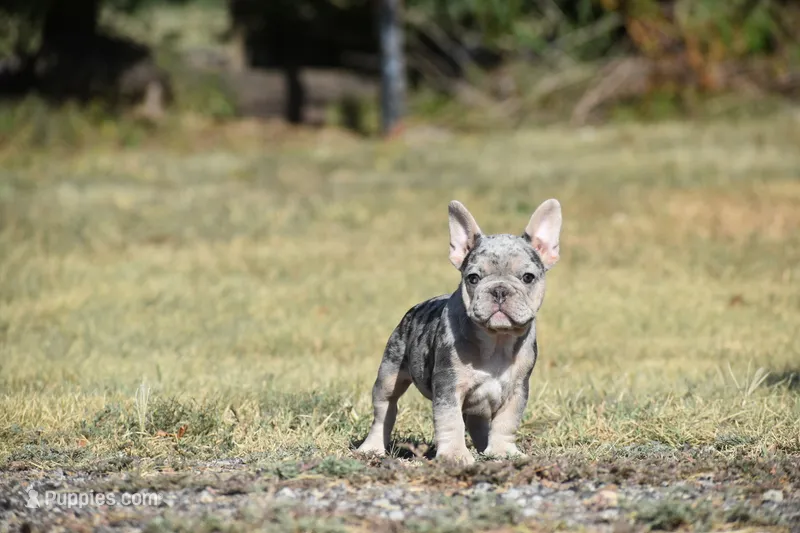 Wendy  – French Bulldog puppy for sale in Wichita, KS