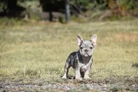 Wendy , a female French Bulldog for sale in Wichita, KS – 1 of 5