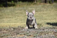 Wendy , a female French Bulldog for sale in Wichita, KS – 3 of 5