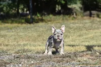 Wendy , a female French Bulldog for sale in Wichita, KS – 2 of 5