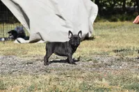 Water jr , a female French Bulldog for sale in Wichita, KS – 2 of 5
