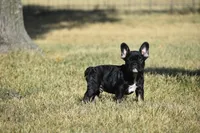 Little Boy , a male French Bulldog for sale in Wichita, KS – 3 of 4