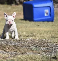 101 Jasmine , a female French Bulldog for sale in Wichita, KS – 4 of 4