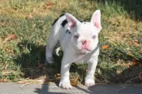 101 Jasmine , a female French Bulldog for sale in Wichita, KS – 2 of 4