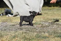 Water jr , a female French Bulldog for sale in Wichita, KS – 5 of 5