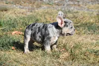 Wendy , a female French Bulldog for sale in Wichita, KS – 4 of 5
