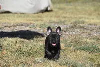 Water jr , a female French Bulldog for sale in Wichita, KS – 3 of 5