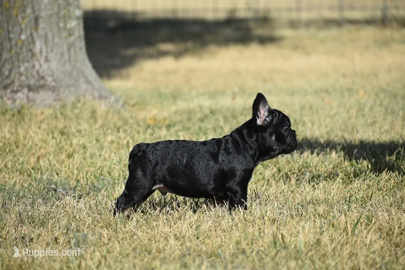 Little Boy  – French Bulldog puppy for sale in Wichita, KS