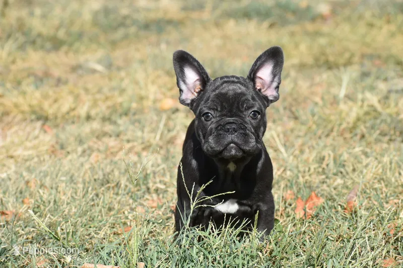 Water jr  – French Bulldog puppy for sale in Wichita, KS