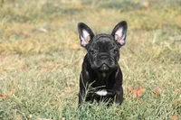 Water jr , a female French Bulldog for sale in Wichita, KS – 1 of 5