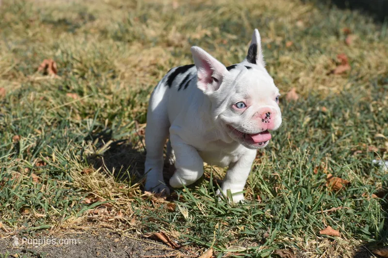 101 Jasmine  – French Bulldog puppy for sale in Wichita, KS