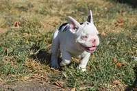 101 Jasmine , a female French Bulldog for sale in Wichita, KS – 1 of 4